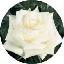 Rose Yumi